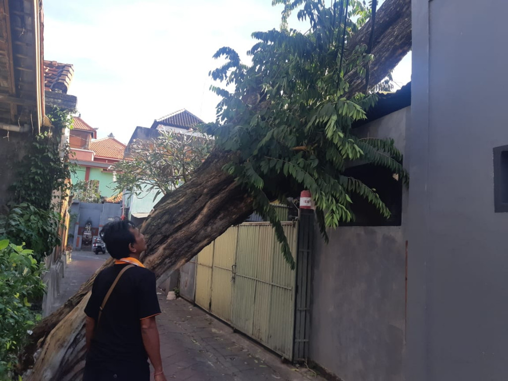 Pohon Tumbang di Banjar Pengabetan, Kelurahan Kuta, Kecamatan Kuta Tanggal 11 Agustus 2023